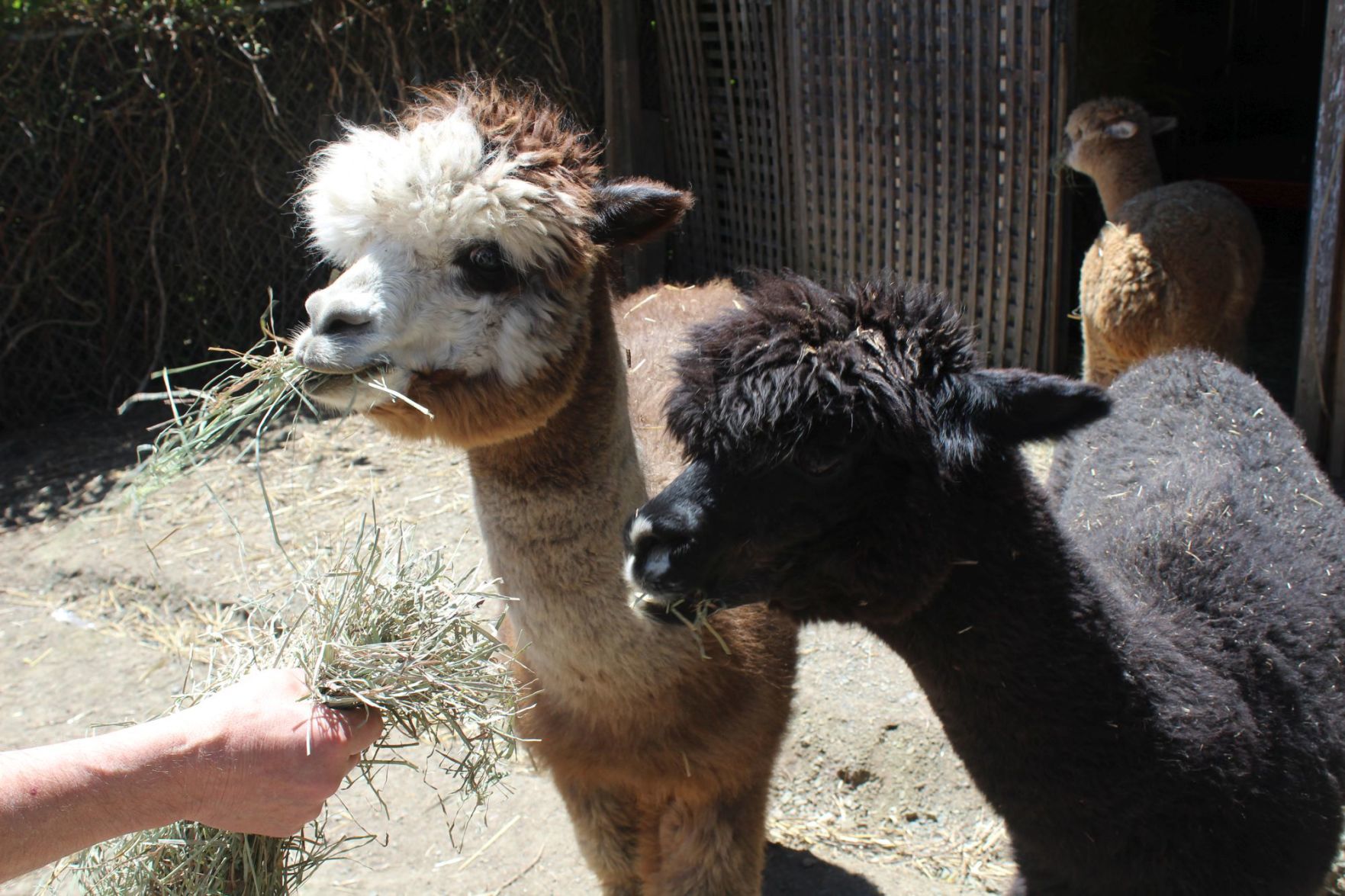 Napa and Bolt